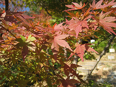 20091104_rin_0403_thumb.jpg