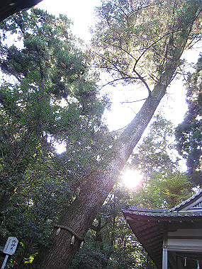 20091104_rin_0423_thumb.jpg