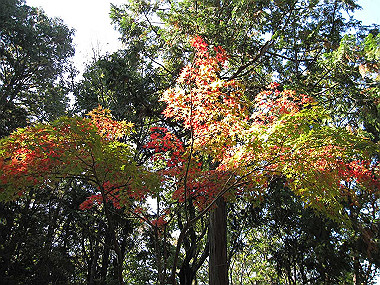 20091104_tei_0317_thumb.jpg