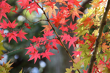 20091104_tou_0544_thumb.jpg