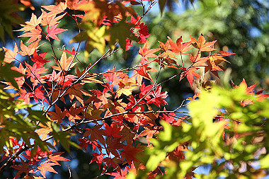 20091104_tou_0546_thumb.jpg