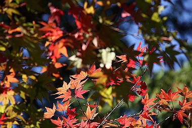 20091104_tou_0547_thumb.jpg