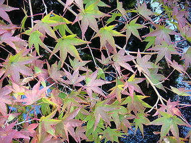 20091104_tsu_0156_thumb.jpg