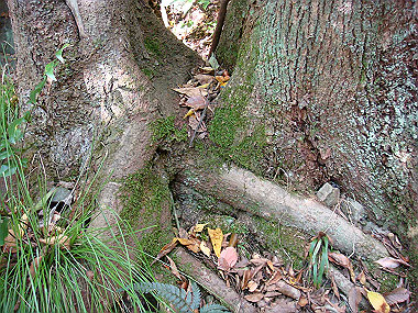 20091104_tsu_0164_thumb.jpg