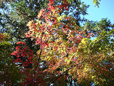 20091104_tsu_0179_thumb.jpg