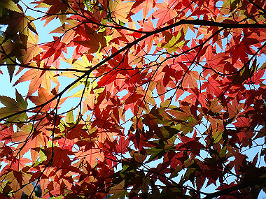 20091104_tsu_0180_thumb.jpg