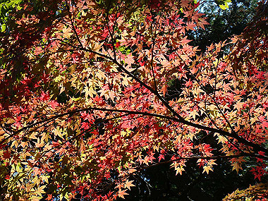 20091104_tsu_0183_thumb.jpg