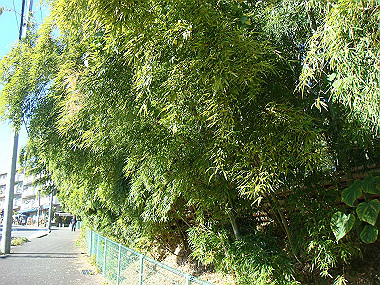 20091104_tsu_0210_thumb.jpg