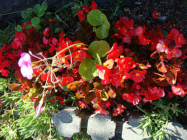 20091104_tsu_0215_thumb.jpg