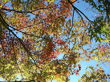 20091104_tsu_0221_thumb.jpg