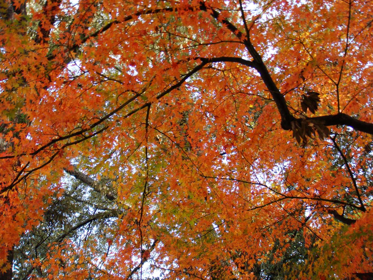 dsc00271.jpg