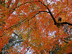 dsc00271_thumb.jpg