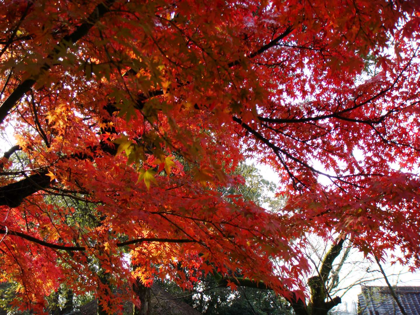 dsc00273.jpg