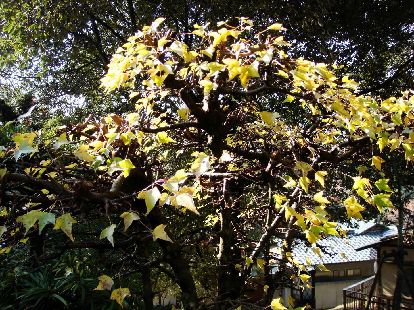dsc00277.jpg