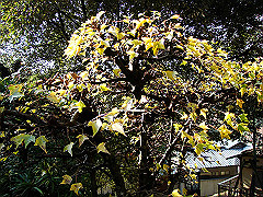 dsc00277_thumb.jpg