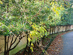 dsc00295_thumb.jpg