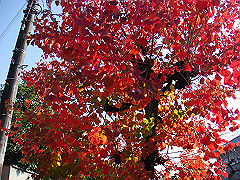 dsc00299_thumb.jpg