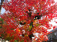 dsc00300_thumb.jpg