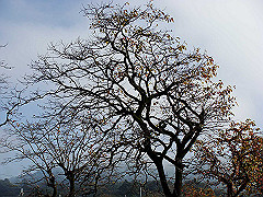 dsc00310_thumb.jpg
