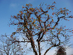 dsc00311_thumb.jpg