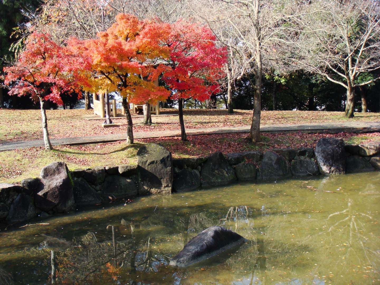 dsc00323.jpg