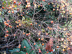 dsc00326_thumb.jpg