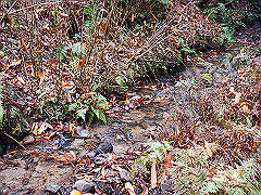 dsc00333_thumb.jpg