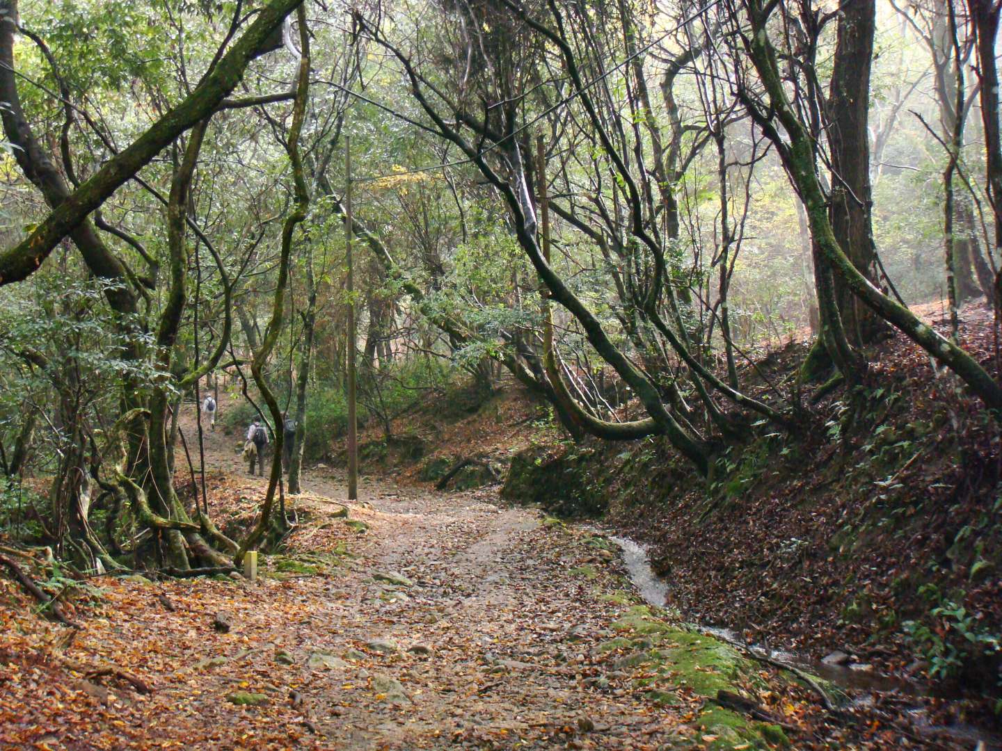 dsc00334.jpg
