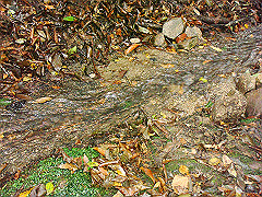dsc00335_thumb.jpg