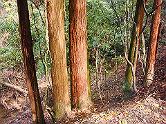 dsc00338_thumb.jpg