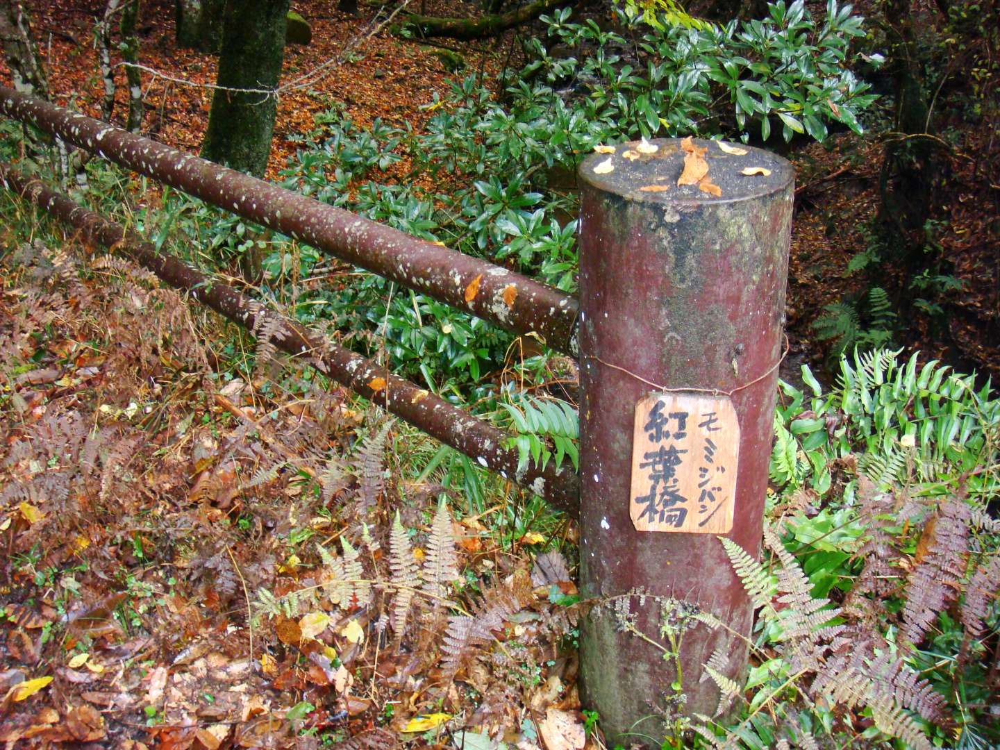 dsc00339.jpg