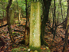 dsc00346_thumb.jpg