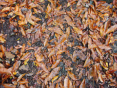 dsc00347_thumb.jpg