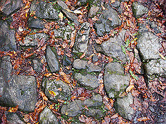 dsc00350_thumb.jpg