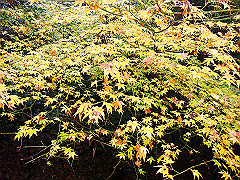 dsc00352_thumb.jpg