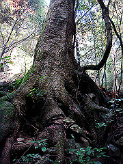 dsc00374_thumb.jpg