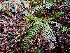 dsc00381_thumb.jpg