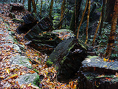 dsc00382_thumb.jpg