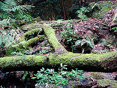 dsc00390_thumb.jpg