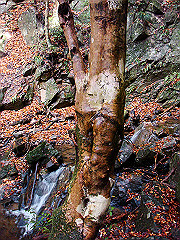 dsc00392_thumb.jpg