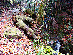 dsc00402_thumb.jpg