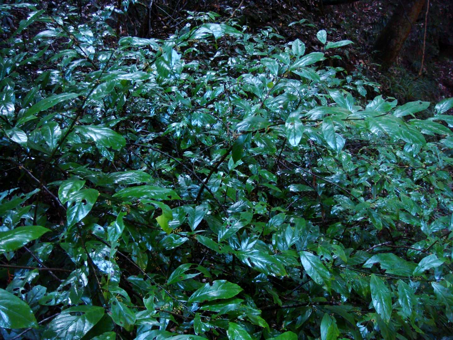 dsc00404.jpg