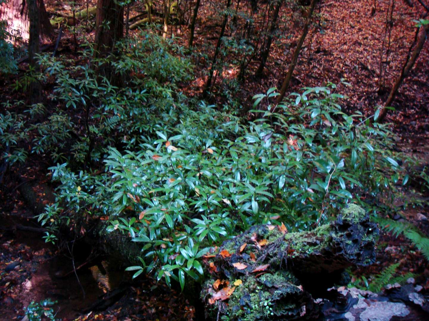 dsc00408.jpg