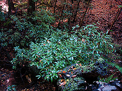 dsc00408_thumb.jpg