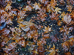 dsc00412_thumb.jpg