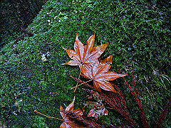 dsc00413_thumb.jpg