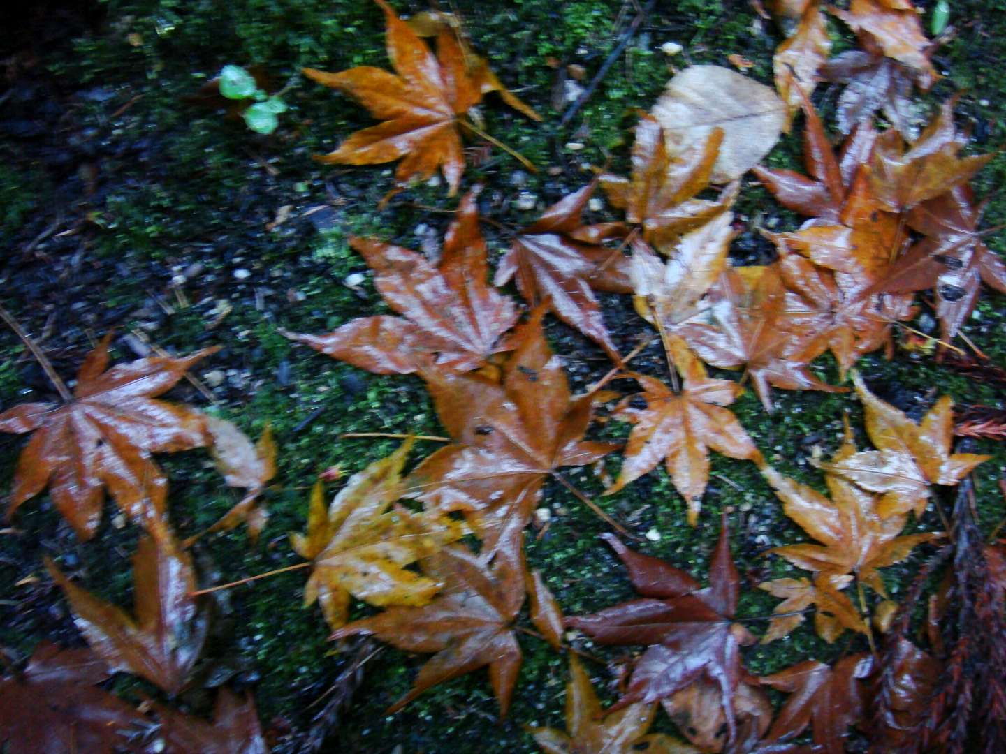 dsc00415.jpg