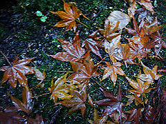 dsc00415_thumb.jpg