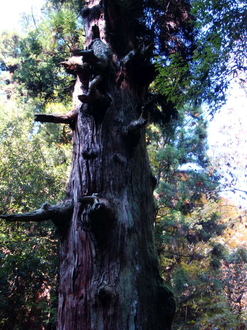 dsc00418.jpg