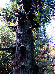 dsc00418_thumb.jpg